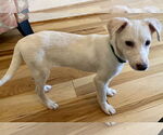 Small Chihuahua-Labrador Retriever Mix