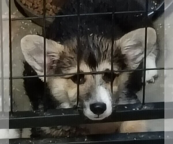 Medium Photo #1 Pembroke Welsh Corgi Puppy For Sale in OROVILLE, CA, USA