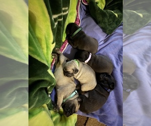 Pug Puppy for sale in LAKEWOOD RCH, FL, USA