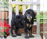 Small #2 Poodle (Standard)
