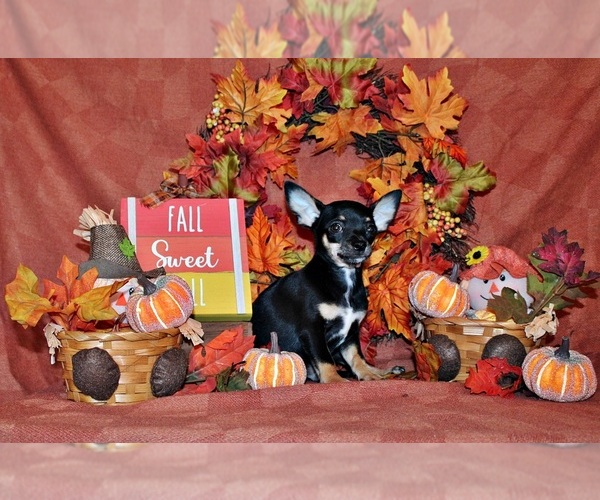Medium Photo #1 Chihuahua Puppy For Sale in CHARLESTON, AR, USA