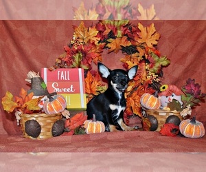 Medium Chihuahua