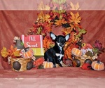 Puppy Marty Chihuahua