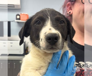 Mutt Dogs for adoption in Washington, DC, USA