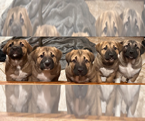 Anatolian Shepherd-German Shepherd Dog Mix Litter for sale in BEAR VALLEY SPRINGS, CA, USA