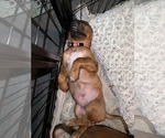 Small #5 Rhodesian Ridgeback