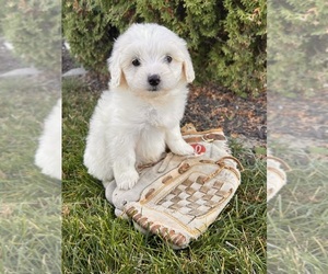 Poo-Ton Puppy for sale in MIDDLEBURY, IN, USA