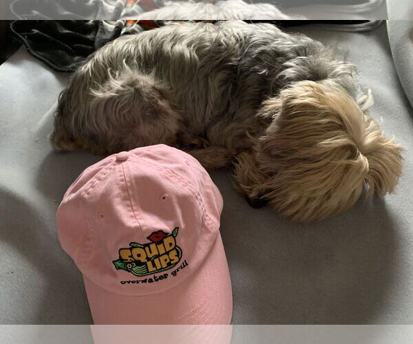 Medium Photo #3 Mutt Puppy For Sale in Valrico, FL, USA