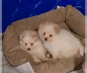 Pomeranian Puppy for sale in SPOTSYLVANIA, VA, USA