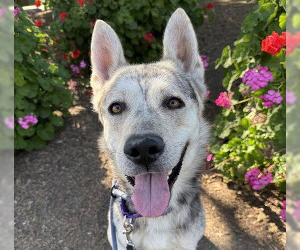 Medium Photo #1 Siberian Husky-Unknown Mix Puppy For Sale in Martinez, CA, USA