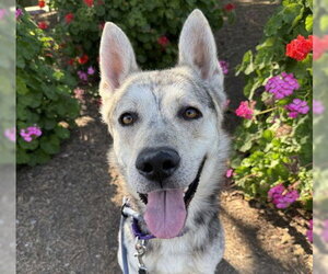 Siberian Husky-Unknown Mix Dogs for adoption in Martinez, CA, USA