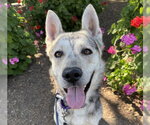Small Siberian Husky Mix