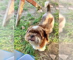 Small #1 Shih Tzu