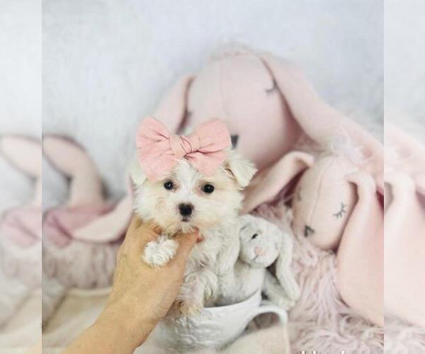 Medium Photo #3 Maltese Puppy For Sale in NAPLES, FL, USA