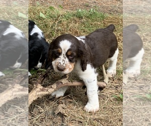English Springer Spaniel Puppy for sale in BUCKLEY, WA, USA
