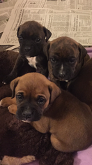 Boxer Puppy for sale in ALEXANDER, NY, USA