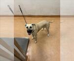 Small Black Mouth Cur