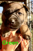 Small Photo #43 German Shepherd Dog Puppy For Sale in BROOKEVILLE, MD, USA