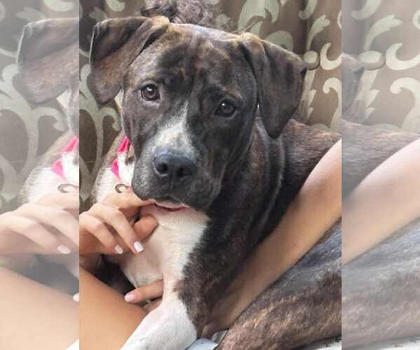 Medium Photo #1 Staffordshire Bull Terrier-Unknown Mix Puppy For Sale in Cary, NC, USA