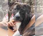 Small Staffordshire Bull Terrier Mix