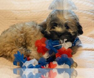 ShihPoo Puppy for Sale in CUMBERLAND, Maryland USA