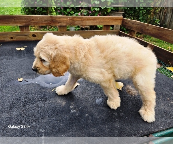Medium Photo #4 Goldendoodle Puppy For Sale in LEON, KS, USA