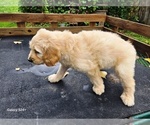 Small #3 Goldendoodle