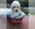 Small Photo #104 English Cream Golden Retriever Puppy For Sale in VACAVILLE, CA, USA