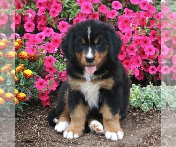 Medium Photo #4 Bernese Mountain Dog Puppy For Sale in QUARRYVILLE, PA, USA
