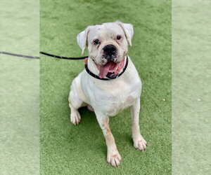 Boxer Dogs for adoption in Austin, TX, USA