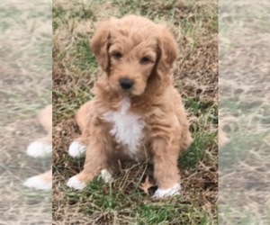 Goldendoodle Puppy for sale in SAINT ANTHONY, IN, USA