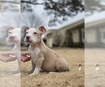 Puppy Puppy 1 American Bully