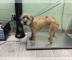 Mutt Dogs for adoption in Grand Prairie, TX, USA