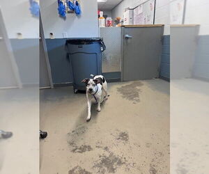 American Staffordshire Terrier Dogs for adoption in Tallahassee, FL, USA