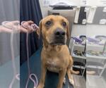 Small Black and Tan Coonhound