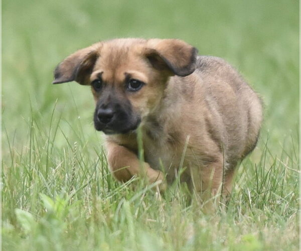 Medium Photo #1 Retriever -Unknown Mix Puppy For Sale in Mechanicsburg, PA, USA
