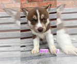 Small Photo #3 Siberian Husky Puppy For Sale in CAPE FAIR, MO, USA