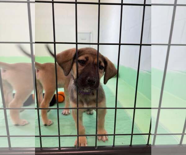 Medium Photo #11 Anatolian Shepherd-Rhodesian Ridgeback Mix Puppy For Sale in Higley, AZ, USA