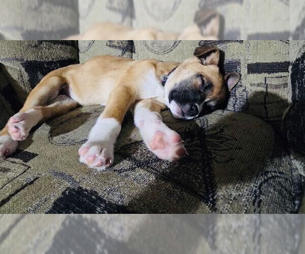 Medium Photo #9 Shepradors Puppy For Sale in Princeton, MN, USA