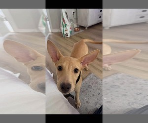 Pharaoh Hound-Unknown Mix Dogs for adoption in Dallas, TX, USA