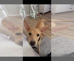 Small Pharaoh Hound Mix