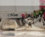 Small Photo #3 Siberian Husky Puppy For Sale in NEW PINE CREEK, OR, USA