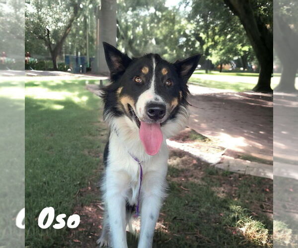 Medium Photo #1 Collie Puppy For Sale in Bullard, TX, USA
