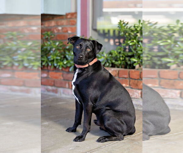 Medium Photo #16 Carolina Dog-Labrador Retriever Mix Puppy For Sale in San Jose, CA, USA