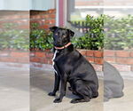 Small #15 Carolina Dog-Labrador Retriever Mix