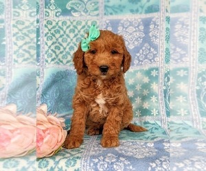 Goldendoodle (Miniature) Puppy for sale in KIRKWOOD, PA, USA