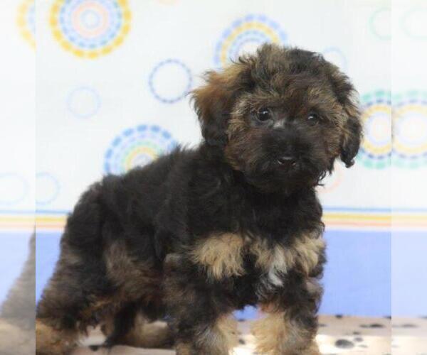 Medium Photo #1 -Havanese Mix Puppy For Sale in DANVILLE, PA, USA