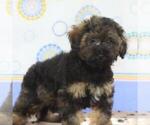 Small Photo #1 -Havanese Mix Puppy For Sale in DANVILLE, PA, USA