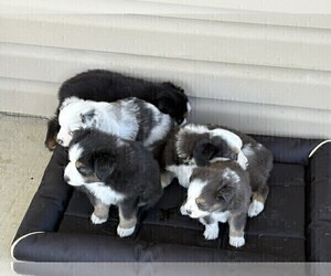 Australian Shepherd Puppy for Sale in AUBURN, Indiana USA