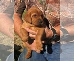Small Photo #1 Labrador Retriever Puppy For Sale in EMPORIA, KS, USA